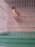farbig Kanarienvogel Vögel im Käfige foto