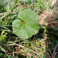 Blatt von ein Kraut. foto