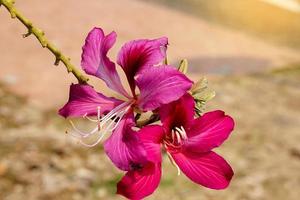 lila Bauhinia Blumen sind Rosa zu Magenta. das Aussehen von das Blume ist ähnlich zu Das von ein Orchidee. Sanft und selektiv Fokus. foto