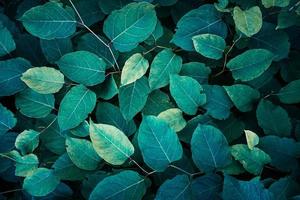 Grün japanisch Knöterich Pflanze Blätter im das Natur im Frühling foto