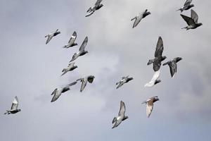 Herde von Brieftauben, die gegen bewölkten Himmel fliegen foto