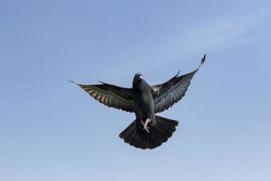Geschwindigkeit Rennen Taube Vogel fliegend gegen klar Blau Himmel foto