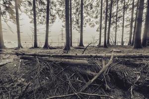 bois jacques. das Wald von das Schützenlöcher von einfach Unternehmen, 101 in der Luft Aufteilung. schließen zu das Stadt, Dorf Foy. Belgien Ardennen. foto