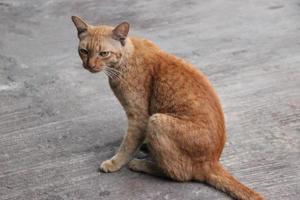 schließen oben fettig Orange Tabby Katze Gesicht suchen Gerade foto