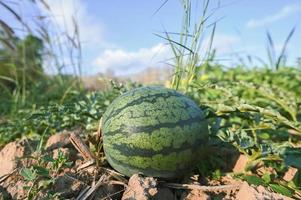 Wassermelonenfeld mit Wassermelonenfrucht Frische Wassermelone auf dem Boden Landwirtschaftsgarten Wassermelonenfarm mit Blattbaumpflanze, Ernte von Wassermelonen auf dem Feld foto