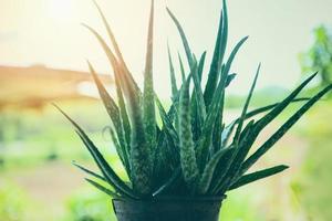 Aloe vera Pflanze wachsend im Topf im das Garten tropisch Grün Pflanzen foto