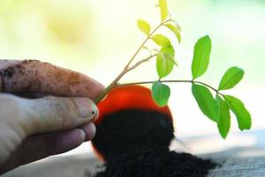 Pflanze im Hand zum Pflanzen im das Garten - - funktioniert von Gartenarbeit klein Pflanze beim zurück Hof foto