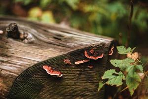 Pilze auf ein Kofferraum im ein Wald foto