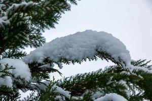 Chamaecyparis Lawsoniana, schneebedeckt, schneebedeckt Baum Zweig, schneebedeckt Bäume, Kiefer, Zypresse foto