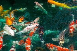 Koi Fisch im Teich beim utaradit, Thailand. foto