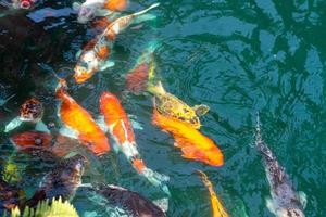 Koi Fisch im Teich beim utaradit, Thailand. foto