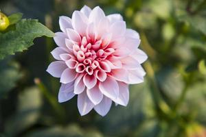 schön Blühen Rosa Dahlie Blume im das Garten Baum foto