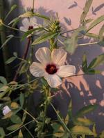ein Aussicht von ein Gongura Saat Pflanze Blume foto