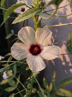 ein Aussicht von ein Gongura Saat Pflanze Blume foto