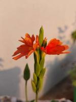 das Kracher Blume oder tropisch Flamme Blume foto
