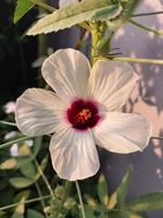 ein Aussicht von ein Gongura Saat Pflanze Blume foto