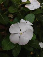 ein schön Aussicht von ein Madagaskar Immergrün Blume Pflanze foto