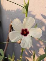 ein Aussicht von ein Gongura Saat Pflanze Blume foto