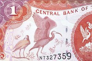 scharlachrot ibis von Geld von Trinidad und Tobago foto