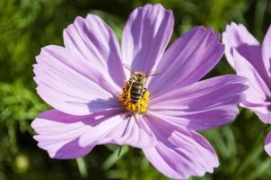 ein Biene gestoppt auf ein Kosmos Blume Versammlung Honig foto