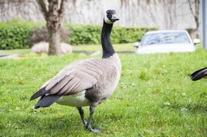 Gans Herstellung das Gemeinschaft Wiese es ist Zuhause foto