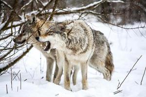 grau Wolf im das Schnee foto