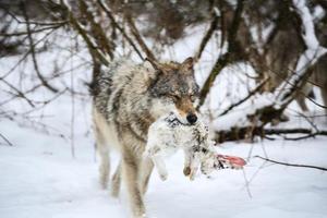 grau Wolf im das Schnee foto