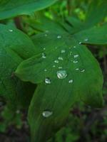 Tau Tropfen auf ein Grün Blatt im Frühling foto