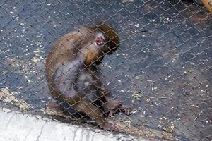 selektiv Fokus von golden Affe Brüskierung Nase Wer ist suchen zum Essen im seine Käfig. foto