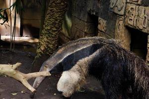 selektiv Fokus von Ameisenbär Wer ist suchen zum Ameisen im seine Käfig zu essen. foto