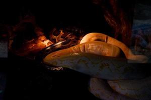 selektiv Fokus von Albino Pythons thront auf ein Baum im ein dunkel Ort. foto