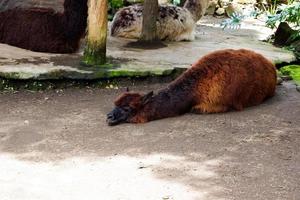 selektiv Fokus von Huacaya Alpaka Das ist Sitzung im es ist Käfig. foto