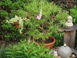 Sommerzeit im Garten foto