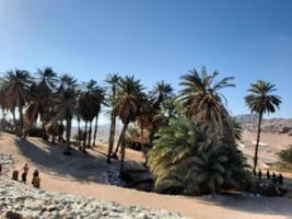Palme Bäume Weiß Sand und natürlich Schönheit auf das Strand von Saudi Arabien. foto