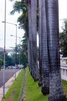 Bäume im das Park im das Stadt foto