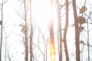 die Dürre und die überwucherte Teakplantage im Morgenlicht foto