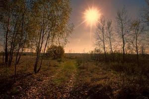 das Rahmen Sonne gegen das Hintergrund von das Straße und Bäume. foto