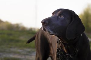 Hund Deutsche kurzhaarige Zeiger Rasse Nahansicht. foto