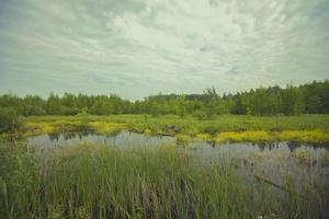 ein klein Teich im Grün Gras gegen das Hintergrund von ein Wald und ein wolkig Himmel. Sommer- Landschaft auf ein wolkig Tag. foto