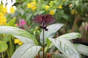 schwarz Schläger Blume über mit lange Schnurrhaare foto