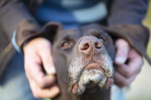 das Eigentümer Hände sind streicheln ein Kurtshaar Hund. foto