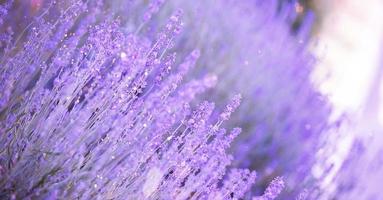 lavendelblumenfeld, blühende lila duftende lavendelblumen. wachsender Lavendel, der sich im Wind über dem Sonnenuntergangshimmel wiegt. foto