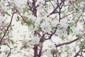 Frühling Hintergrund von blühen Apfel Baum Geäst. foto