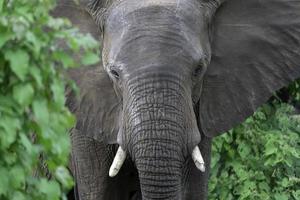 ein afrikanisch Elefant Gleichaltrigen durch Laub im Botswana. foto