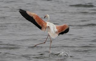 ein Flamingo kommt im zum ein Landung aus das Ufer von Namibia. foto