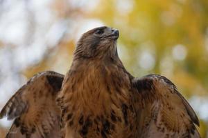 ein rot beschattet Falke im ein Ontario Wald. foto