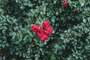 rot Pelargonie, Pelargonie ist ein Gattung von blühen Pflanzen foto