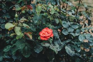 rot Hybrid Tee Garten Rose im Garten foto
