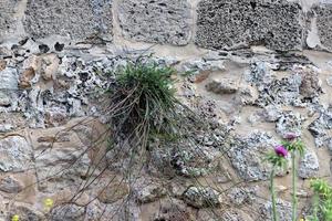 Grün Pflanzen und Blumen wachsen auf Steine. foto