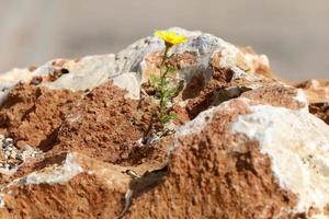 Grün Pflanzen und Blumen wachsen auf Steine. foto